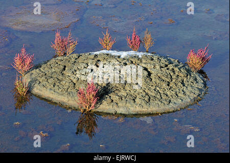 La salicorne commune / Marsh (salicorne Salicornia europaea) croissant dans saltmarsh Banque D'Images