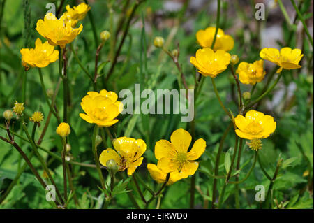 La renoncule rampante / Creeping crowfoot (Ranunculus repens) en fleurs Banque D'Images