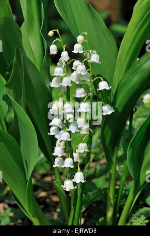 Lis de la vallée / le muguet (Convallaria majalis) en fleurs Banque D'Images
