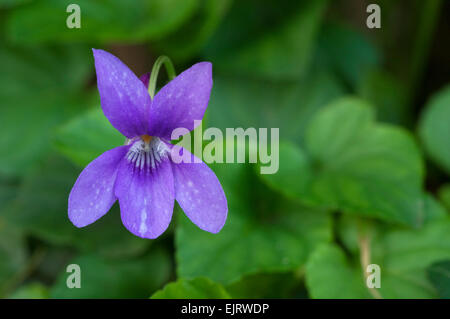 Bois violet / violette odorante (Viola odorata) en fleurs Banque D'Images