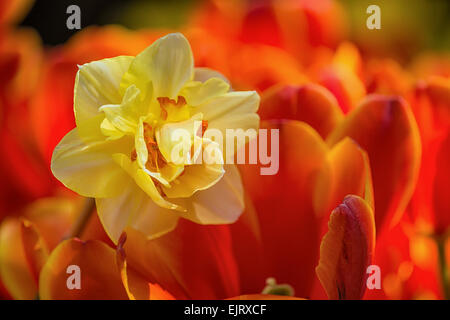 Jaune jonquille fleur entouré de tulipes rouge vif Banque D'Images