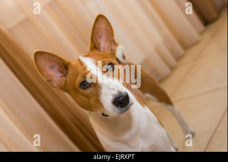 Portrait d'intérieur chien Basenji (10 mois) Banque D'Images