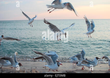 Vol de mouettes et de ciel coucher de soleil sur la côte Banque D'Images