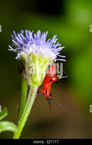 Close up Conocephalus Melas petit rouge noir Cricket sur fleur herbe (grillons Bush ou Katydids) pris en Thaïlande Banque D'Images