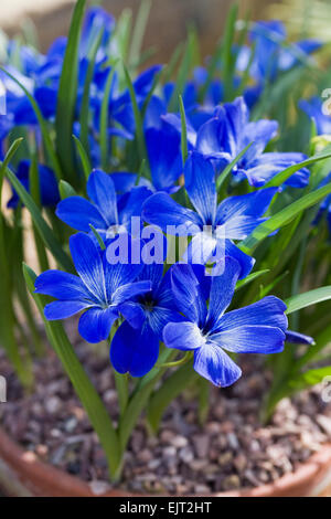 Tecophilaea cyanocrocus. Fleur de crocus bleu chilien. Banque D'Images