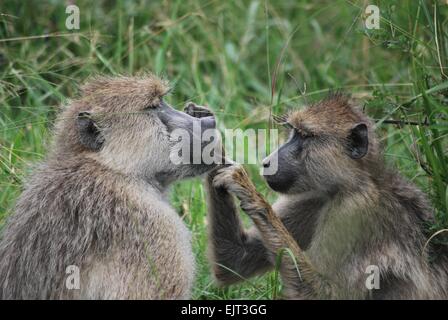 Les hommes et les babouins jaunes en toilettage Parc National de Mikumi, Tanzanie Banque D'Images