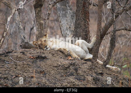 Lion paresseux avec un œil ouvert, repos dans le Parc National de Mikumi, Tanzanie Banque D'Images