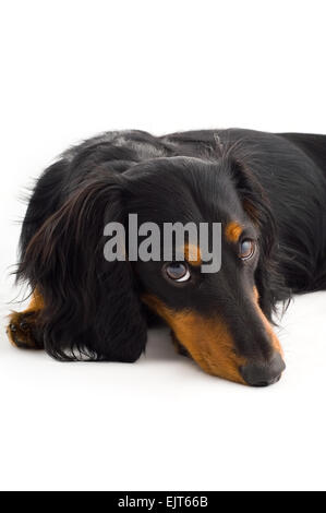 Chien teckel, isolé sur fond blanc Banque D'Images