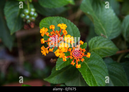 Lantana ou sage sauvage ou Drap d'or ou fleur Lantana camara Banque D'Images