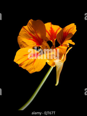 Tropaeolum majus, capucine, rétroéclairé, isolated on black Banque D'Images