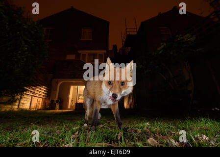 Fox urbaine de lécher les lèvres dans un jardin du sud de Londres la nuit Banque D'Images