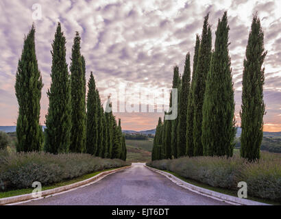 L'entrée typique de Toscane bordé par des rangées de cyprès toscans juste après le coucher du soleil avec ciel intéressant, près de Montepulciano Banque D'Images