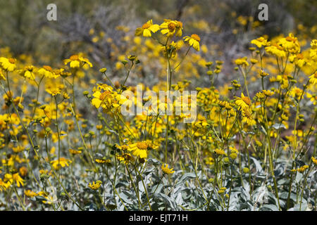 Brittlebush (Encelia farinosa), Saguaro National Park, Tucson, Arizona Banque D'Images