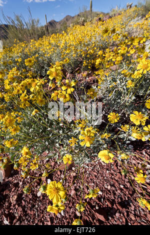 Brittlebush (Encelia farinosa), Saguaro National Park, à l'Ouest, Tucson, Arizona Banque D'Images