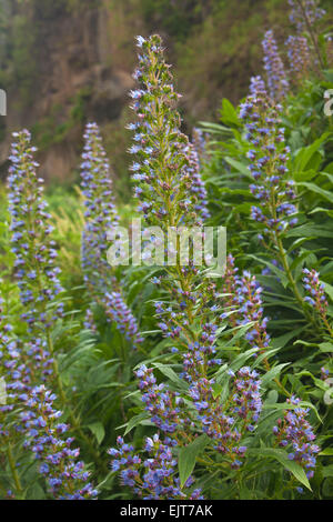 Echium callithyrsum, endémique à Gran Canaria, fleurs en hoya chiquita Banque D'Images