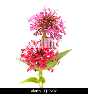 Petites fleurs de Centranthus ruber isolatad sur fond blanc Banque D'Images