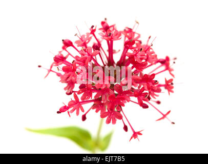 Petites fleurs de Centranthus ruber isolatad sur fond blanc Banque D'Images