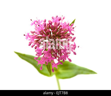 Petites fleurs de Centranthus ruber isolé sur fond blanc Banque D'Images