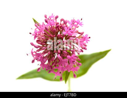 Petites fleurs de Centranthus ruber isolé sur fond blanc Banque D'Images