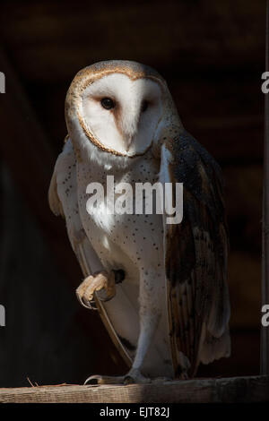 Un Barn Owl perché dans un chevron. Banque D'Images