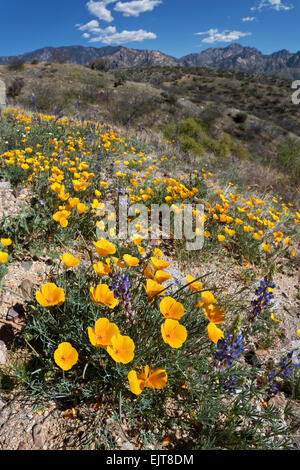 Coquelicots de Californie et Desert bloom Lupin en Catalina State Park, Tucson, Arizona Banque D'Images