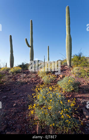 Printemps dans le désert de Sonora, Saguaro National Park, Tucson, Arizona Banque D'Images