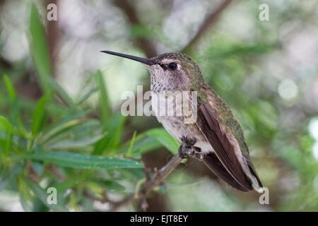 Femme Anna's hummingbird (Calypte anna), en Arizona Banque D'Images