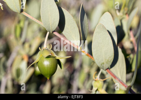 Le jojoba (Simmondsia chinensis), Arizona Banque D'Images