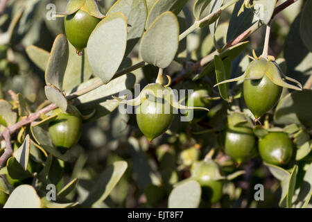 Le jojoba (Simmondsia chinensis), Arizona Banque D'Images