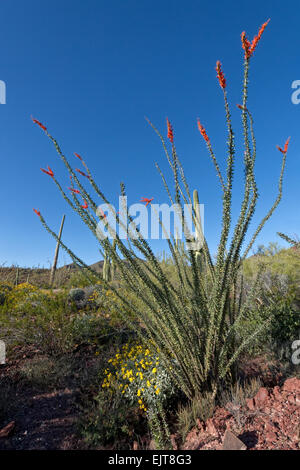 La société en fleur, Saguaro National Park, Tucson, Arizona Banque D'Images