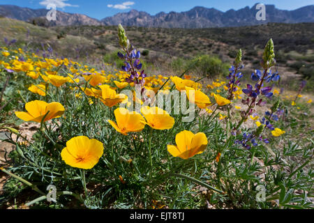 Coquelicots de Californie aka : coquelicots or mexicain (Eschscholzia californica art. mexicana) fleurissent en Catalina State Park, Tucson, Ariz. Banque D'Images