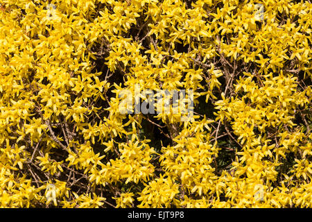 Jasmin d'hiver jaune ( Jasminum nudiflorum ) pour le fond Banque D'Images