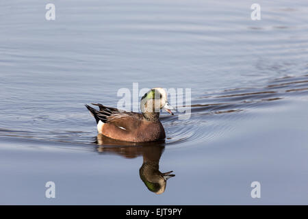 / Canard d'Amérique Canard siffleur à Delta BC Canada Banque D'Images