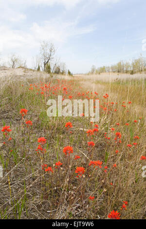 Un champ de Wild indian paintbrush Banque D'Images