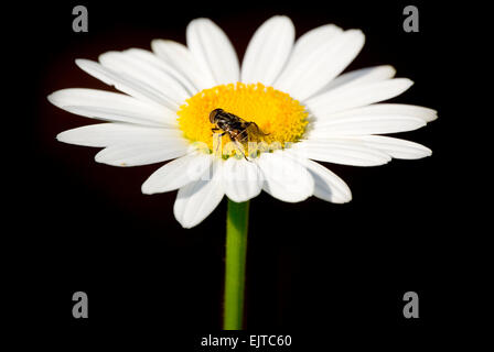 Une mouche posée sur le centre d'une forte et dynamique daisy couleur devant un solide fond noir Banque D'Images