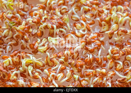 La photo en gros plan de la germination des graines de cresson. Banque D'Images