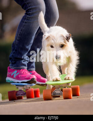 Schtroumpf a ses pattes à bord pour le London PET Show, le gagnant du Guiness World Record titulaire est en cours de polissage de ses compétences de skateboard. Banque D'Images