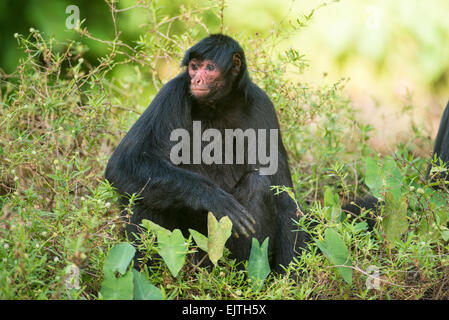 Singe araignée noire, paniscus ateles, le Suriname, l'Amérique du Sud Banque D'Images