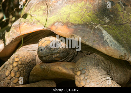 À pieds jaunes, tortue Chelonoidis denticulata, Suriname Banque D'Images