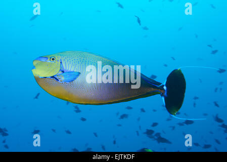Naso vlamingii Bignose, ou scriblle goldfish, Hafsha Thila, Ari Atoll, Maldives, océan Indien Banque D'Images