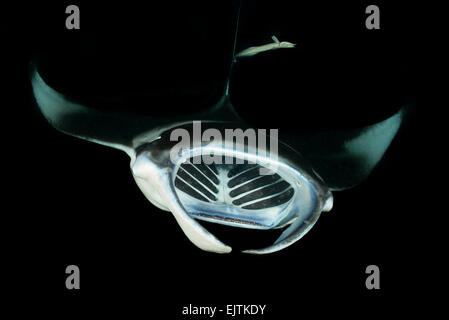 Manta alfredi, Reefmanta Nightdive Alimentation pendant, Fesdhoo Fesdhoo Lagon près de Faru, Ari Atoll, Maldives, océan Indien Banque D'Images