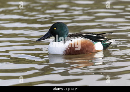 Canard souchet, Anas clypeata commun, homme, Norfolk. Banque D'Images