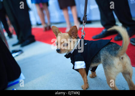 San Diego Film Festival - Variété's Night avec les Stars qui s'est tenue au Musée d'Art Contemporain - Tapis Rouge avec chien : où : La Jolla, California, United States Quand : 26 mai 2014 Banque D'Images