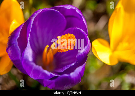 Au début du printemps, la floraison de crocus Banque D'Images