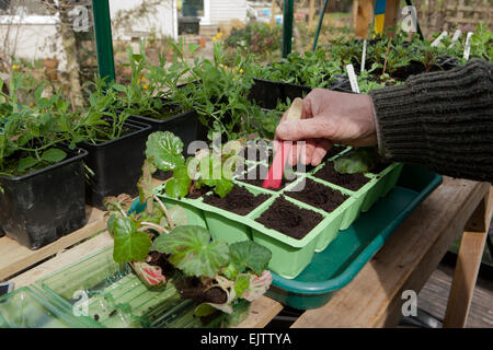 Chauffeur particulier à l'aide d'un Dibber en plastique pour réaliser des trous dans les modules remplis de compost pour les plantes de serre sur bouchon bégonia workbench. Banque D'Images