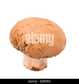 Les champignons frais brown champignon Banque D'Images