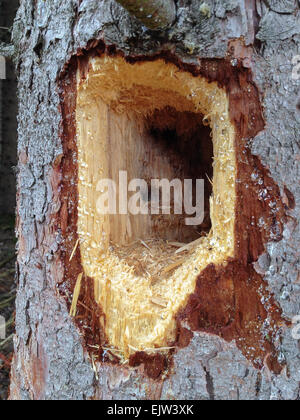 Trou de pic-bois - vue rapprochée d'un profond trou foré dans une malle par un pic-vert. Banque D'Images
