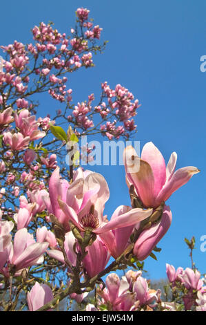 Close up of magnolia foisonnent montrant des fleurs roses Banque D'Images