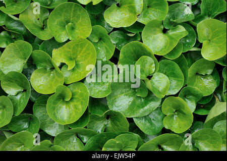 Le gingembre sauvage européenne / / / Haselwort Asarabacca nard sauvage (Asarum europaeum) close up of green leaves Banque D'Images