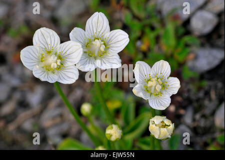 L'herbe des marais du nord du Mont Parnasse / herbe-de-Parnassus (Parnassia palustris) en fleurs Banque D'Images